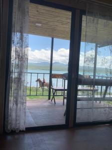 塞凡Nirok的享有田野马景致的窗户