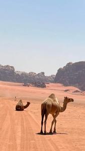 瓦迪拉姆Enad desert camp的两只骆驼站在沙漠的土路上