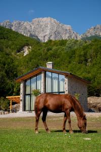 泰斯Villa Ujëvara e vogël的一只棕色的马在房子前面的草上放牧