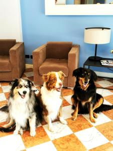 坎诺比奥Aquazzurra Resort & Aparthotel的客厅里地上有三只狗