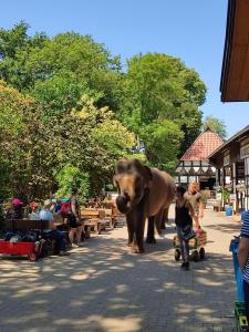 WagenfeldTierpark Entdeckerhäuser的一只大象在街上走,一个男子推车