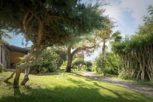 维拉西米乌斯Cruccùris Resort - Adults Only的房子旁边的草丛中的一棵树