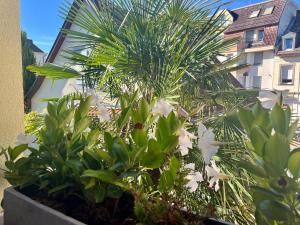 斯特拉斯堡LES MARAICHERS的种植园内种植白色花的棕榈树