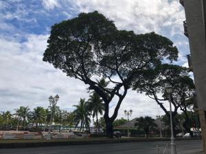 帕皮提Magnifique F3 tout équipé的棕榈树树环绕的街道边的树