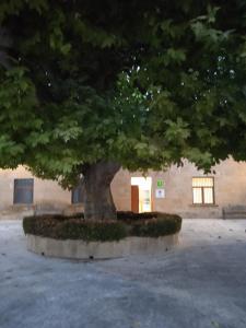 MaellaAlbergue de Maella的建筑物前方混凝土圆圈中的一棵大树