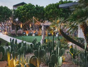 凤凰城Arizona Biltmore, LXR Hotels & Resorts的一座花园,在一座建筑前种植仙人掌和植物