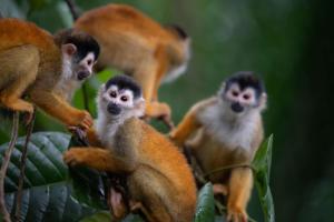 希门尼斯港Botanika Osa Peninsula, Curio Collection By Hilton的一群猴子坐在树枝上