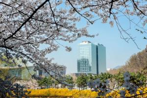 城南市DoubleTree By Hilton Seoul Pangyo Residences的城市景观,种植了樱树,高耸的建筑