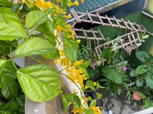 顺化SEVEN HOMESTAY(HUE)的种着黄色花卉的花园,鸟笼