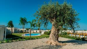 奥古斯塔Dimora Mediterranea的游泳池旁的砾石中有一棵树