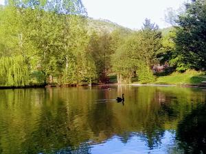 Clairvaux-dʼAveyronla Frégière Chalets的在树木繁茂的湖泊中游泳的鸭子
