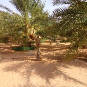 Qaşr GhīlānL'Oasis的沙滩上的棕榈树