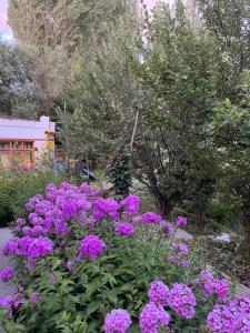 列城Napishu Summer Home的花园里的一束紫色花