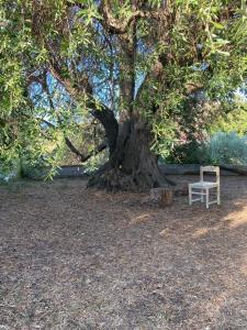 索尔索Casa Olea的坐在大树下的白色椅子