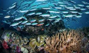 索龙彭金阿帕恩科菲亚度假屋的珊瑚礁上的一群鱼