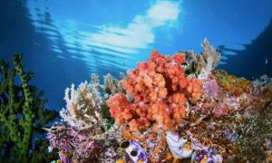 索龙彭金阿帕恩科菲亚度假屋的海底的珊瑚礁,有水