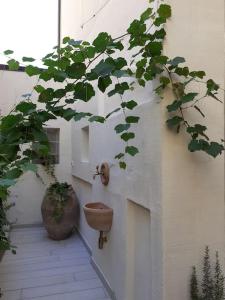 佩斯卡拉Casa Maergilù的墙上的植物,上面有厕所
