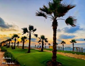 塞得港بورتو سعيد Portosaid的一群棕榈树在靠近大海的高尔夫球场上