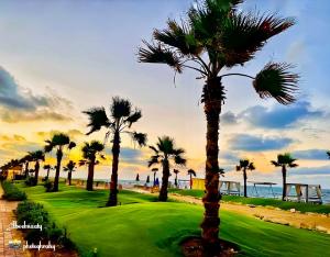 塞得港بورتو سعيد Portosaid的一群棕榈树在靠近大海的高尔夫球场上