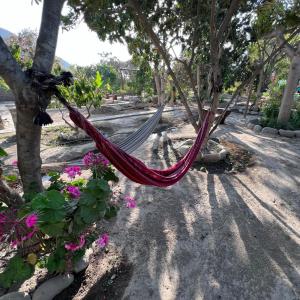 卢那欢纳Refugio de Santiago Ecolodge的花园里挂在树上的吊床