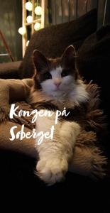 StangeSøberget的一只猫躺在沙发上的毯子上