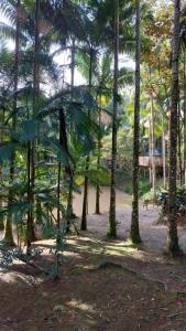 GuabirubaSitio do Sol quarto wc compartilhado的公园里的一棵棕榈树