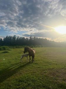 东哈尔马Idylliskt hus med sjöutsikt.的站在田野上的马和婴儿马