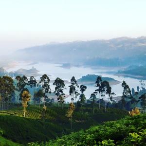 哈顿Ireby Tea Estate Bungalow的享有山丘上树木繁茂的湖泊美景