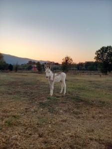 AmasenoB&B La Coccinella的站在田野上的一匹白色小马