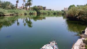 卢克索Luxor Old Nile Hotel的一条在水中种有棕榈树的河上的小船