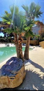 马赛Le Drip's的岩石旁海滩上的两棵棕榈树