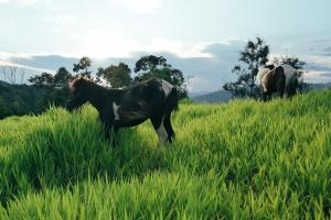 清迈Mon Hmong的两匹马站在高大的草地上