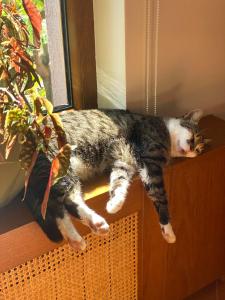 皮亚特拉-尼亚姆茨Casa TaMi的一只猫躺在植物旁边的窗台上