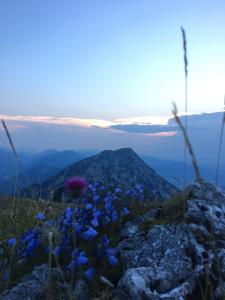 斯陶达奇格达赫Ferienwohnung Bergliebe的山顶上布满蓝色花的山