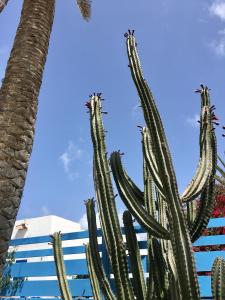 科拉雷侯Casa Cactus的一群仙人掌在建筑物前