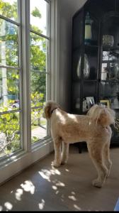休斯顿Moose Manor Guest Suite - Houston的一只狗站在窗前