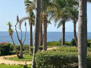 卢斯Vila Luz的棕榈树和海洋