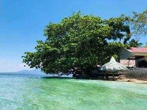 桑坦德Melbas Homestyle Resort & SPA的海边的树,房子旁边