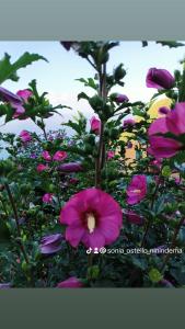弗拉穆拉Ostello ninin de ma'的植物上一束粉红色的花