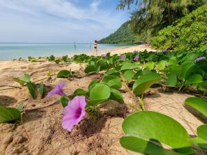 高龙撒冷岛桑布海滩别墅的海滩上一束紫色的鲜花