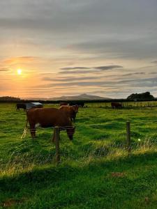 MarkinchStar Scape的一群牛在日落时分在田野里放牧
