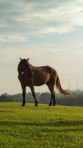 亚美尼亚Rancho Eden的站在草地上的棕色马
