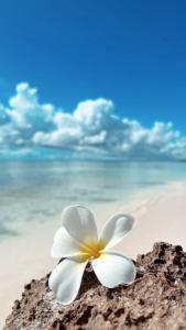 DikoniY Residential Luxury Villas的海滩上的白花