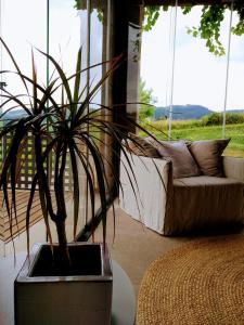 贝尔加拉Izal Landetxea的客厅里盆栽植物,配有沙发