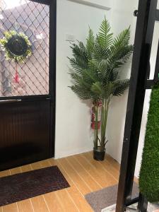 马尼拉Min Hao&Xin Transient的门旁花瓶里的植物