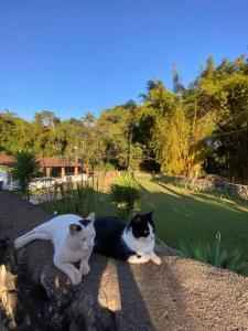 布鲁马迪纽Pousada Cantinho do Mundo的两只猫坐在岩石上