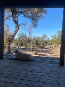 弗雷德里克斯堡Around the Bend Bungalow的一只北极熊躺在地上的一座建筑物下