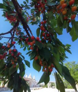 奇斯泰尼诺Trullo La chicca della valle的树枝上红浆果