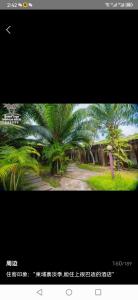 西哈努克Twin Palms Resort的棕榈树照片的屏幕照