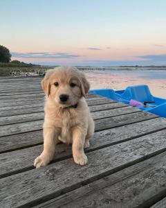 Carrying PlaceSun Chaser Bay的坐在水边的码头上的棕色小狗
